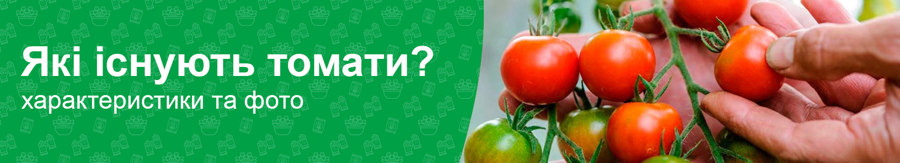 Какие бывают помидоры (томаты), характеристики, какие лучше?