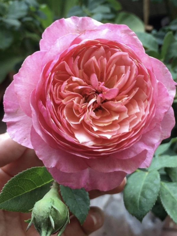 ������� ���������� (Constance) ��������� �3