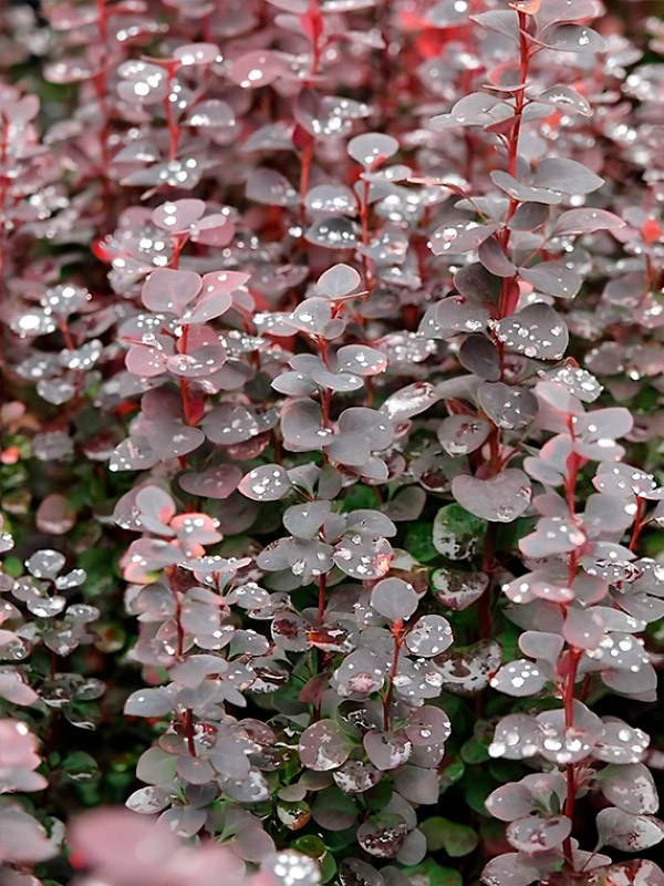 �������� �������� ����� ������� Chocolate Summer �9