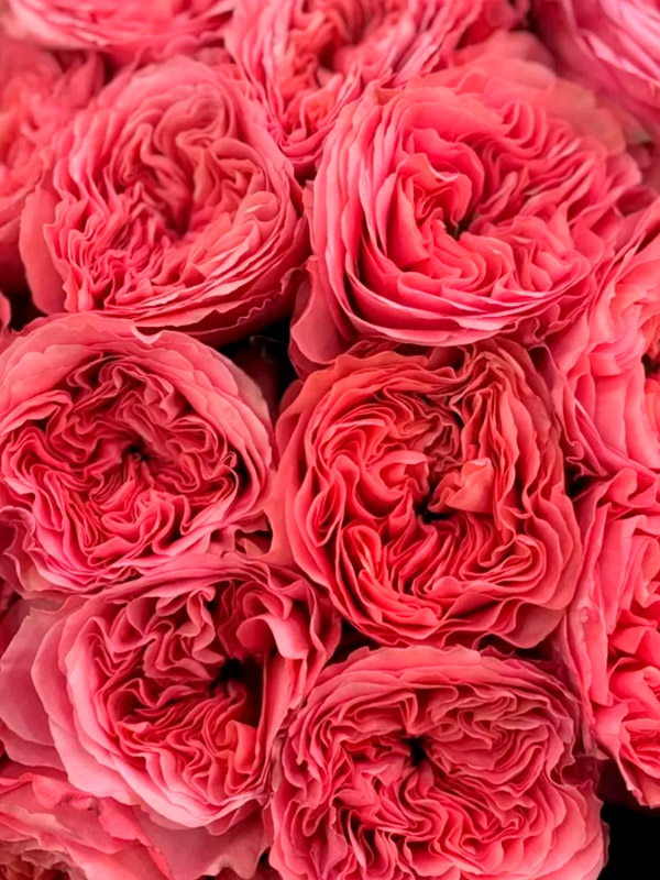 ������� ϳ�� �������� (Pink Expression) �����-�������