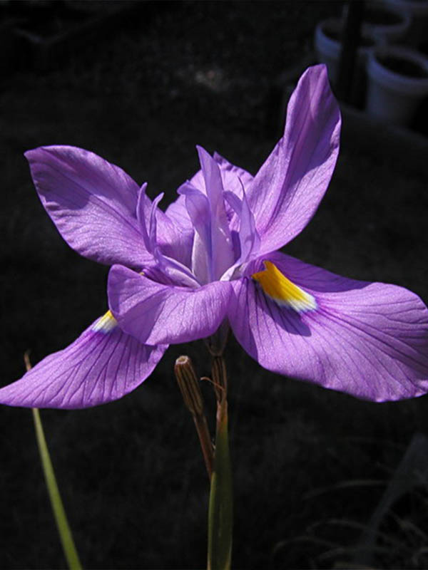 ����� ��� 5+