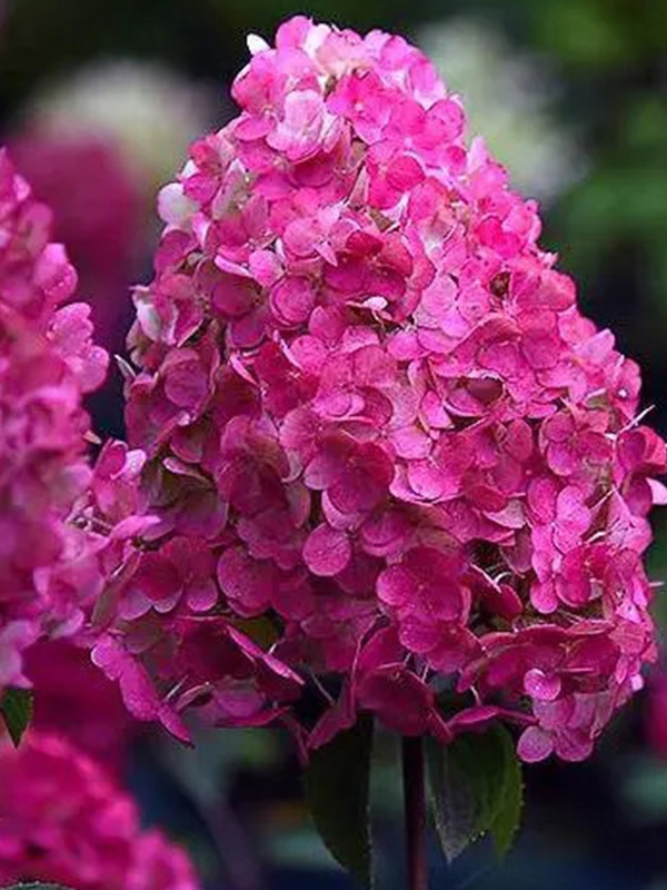 ��������� ��������� ����� (Samarskya Lydia) ����������� �2