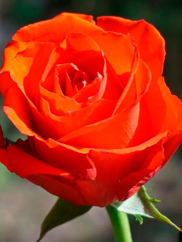 ���� ����� ���� (Orange Crush) �����-���������