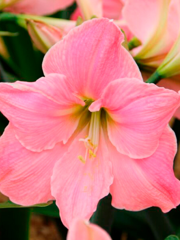 ����������� Sweet Star ����� 24/26 