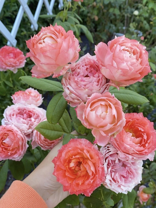 ������� �������� ������ (Princess Sakura) ��������, ��.