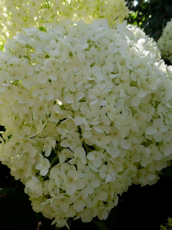 ��������� �������� (Annabelle) ����������� 25-35 �� C3