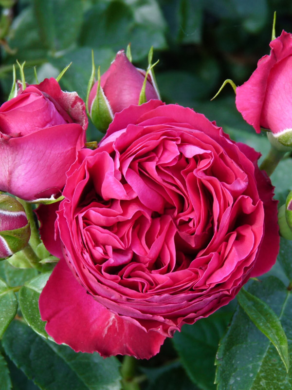      (Red Eden Rose) 4