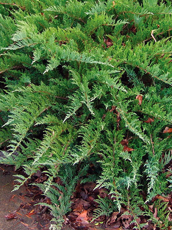 ������������ �������� �������������� (Tamariscifolia) �3