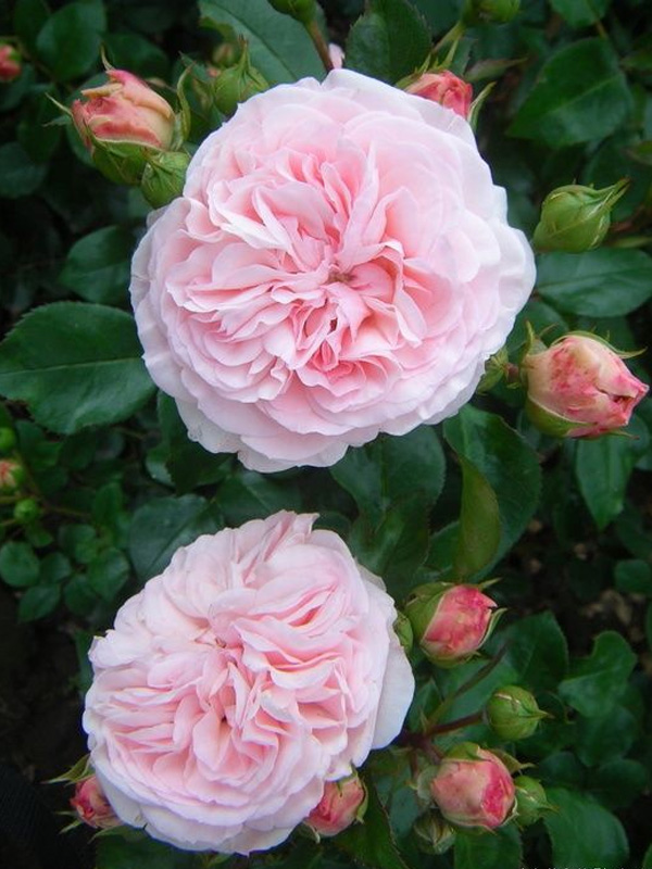 ���� ����� ������� (Maria Theresia) ���������� C3