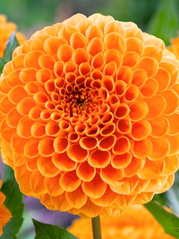 �������� Sylvia ��������� 