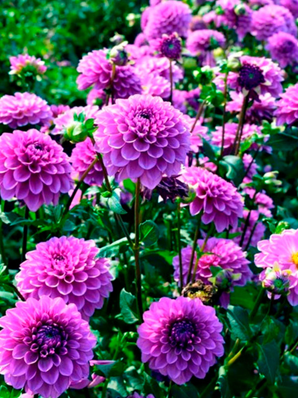 ������� Blue Boy ���������� ������ 