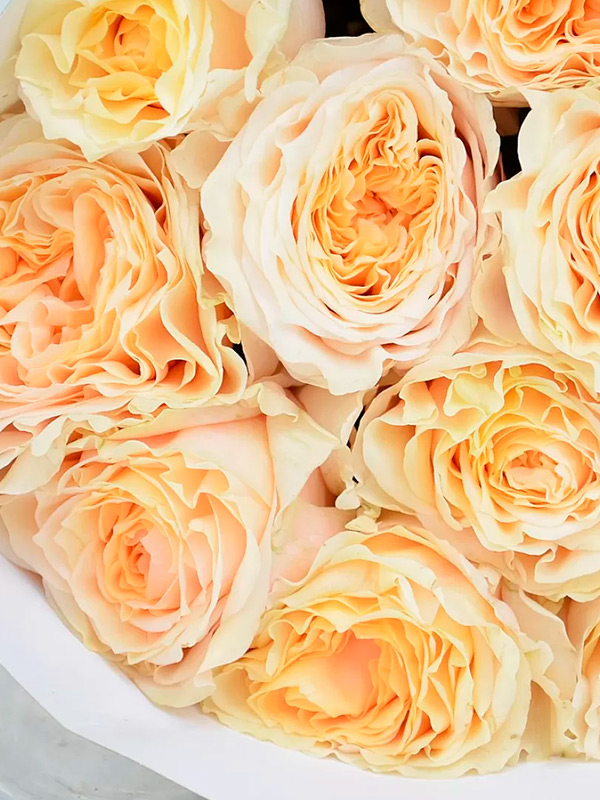 ���� ���� �������� (Cream Fragrance) �����-���������