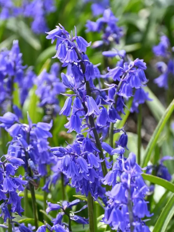   Blue 6/7 (5 ) 