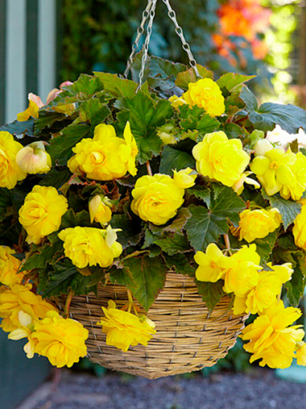 ������� ��������� ������ ������ 5+ 