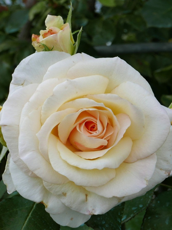    (Schneewalzer)