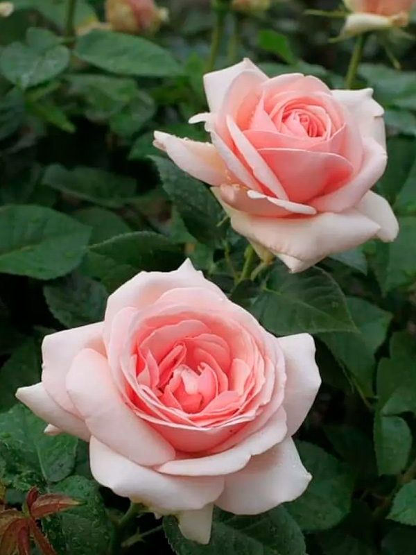 ������� ������� (Aphrodite) �����-�������