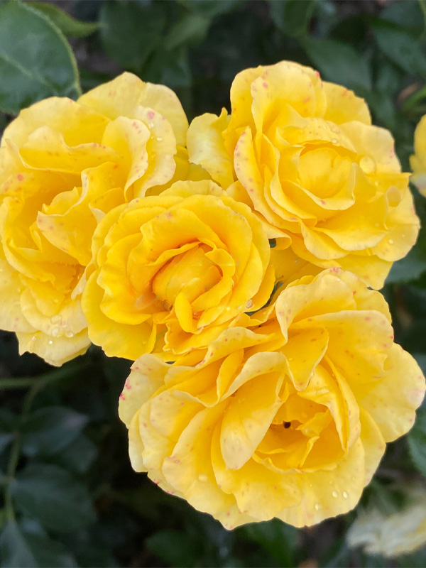     (Yellow doll)