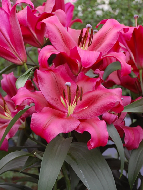 ����� Palazzo 14/16 