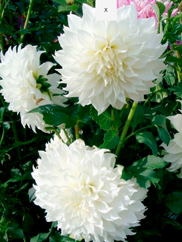 �������� Fleurel ���������� ������ 