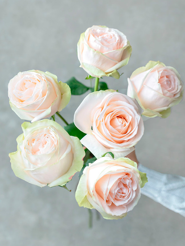 ���� ������ ������ (Garden Spirit) �����-���������