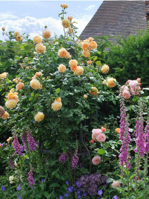     (Princess Margareta)