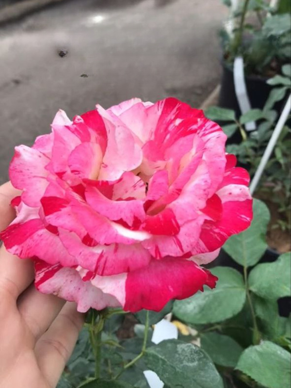  -  (Satin) 4