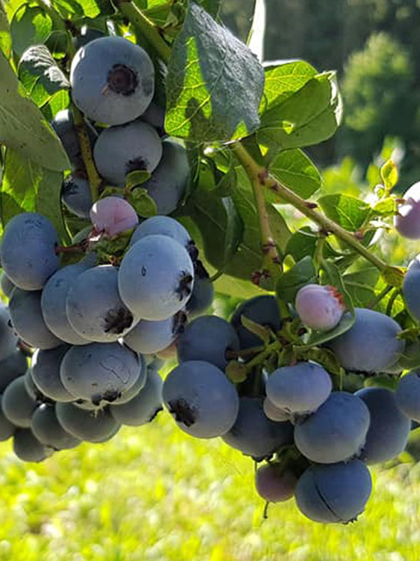 �������� ������� �����������