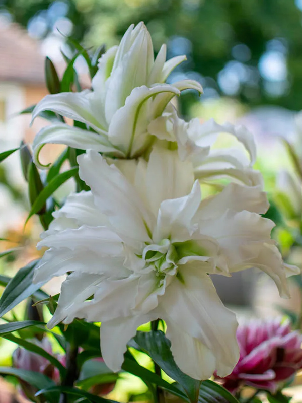 ����� Roselily Aisha 15/17 