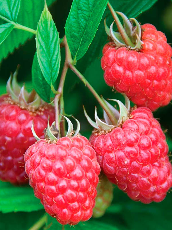 ������ ����� ���� ����������� �������