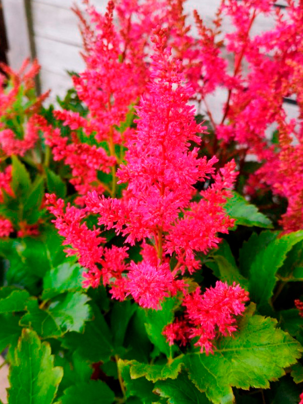 �������� ���� (Rubin)