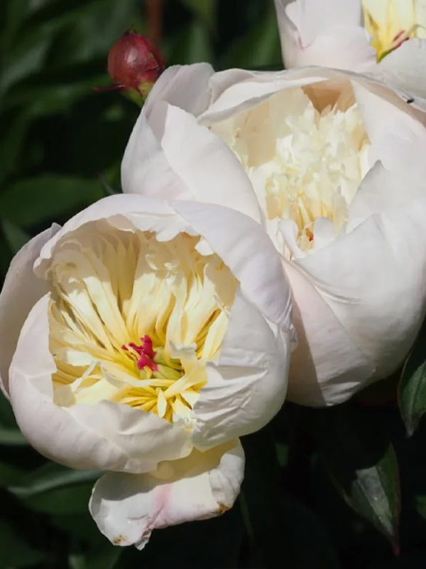 ���� Immaculee 2/3 