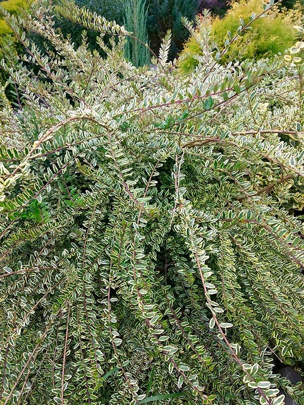 ��������� Variegata �2