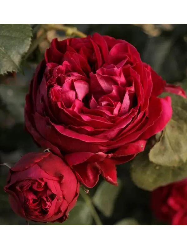 ���� ���� ������� (Eric Tabarly) ���������