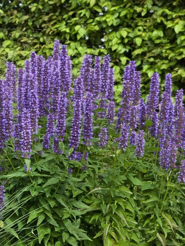 �������� ����������� Blue Spike �1