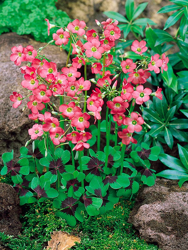 ������� Deppei 5+