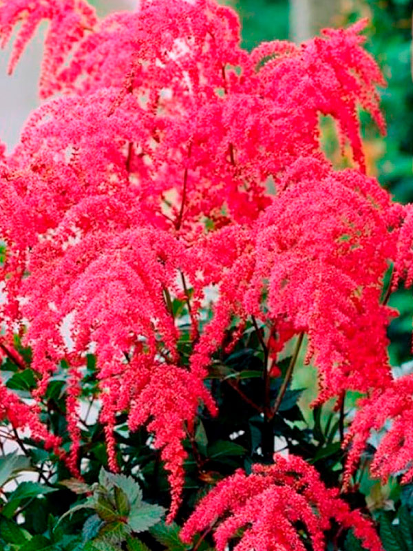 ������� ��� ���� (Red Charm)