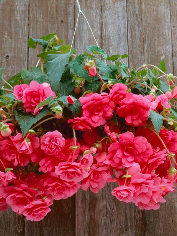 ������� �������� ������ ������� 5/6 