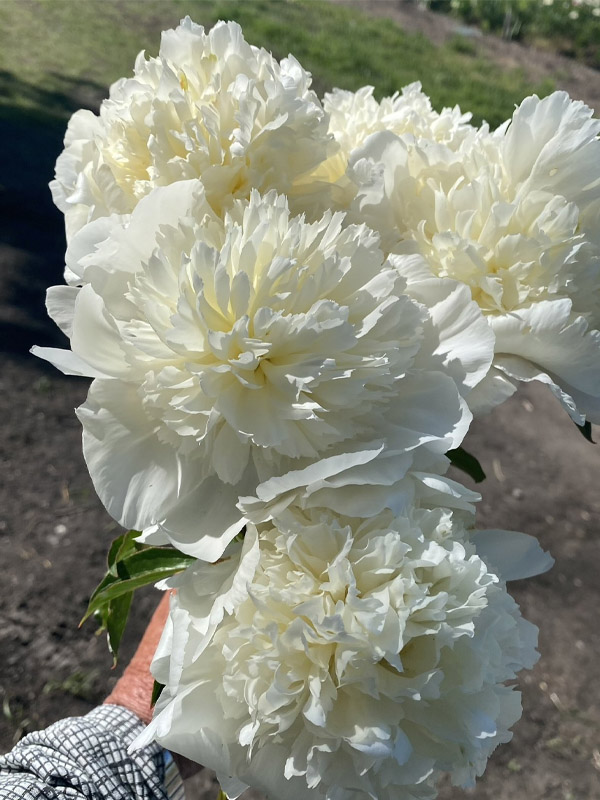    (Charle's White) 3 