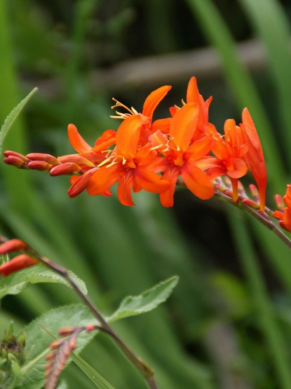 �������� Masonorum 8/10