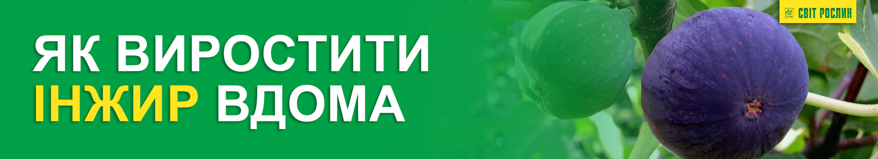 Как вырастить инжир дома