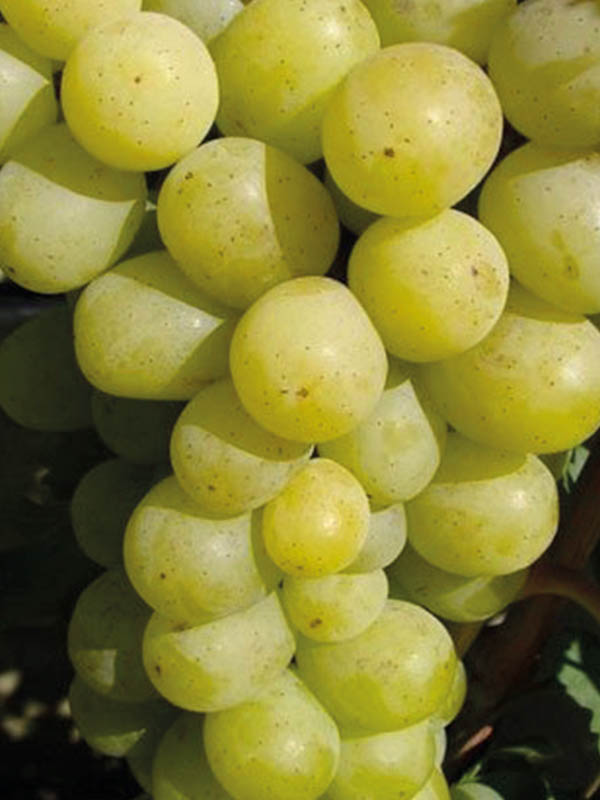 �������� ������ ����������� �����