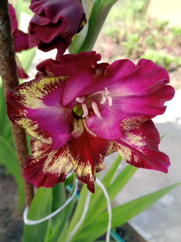 �������� Color Club 14+