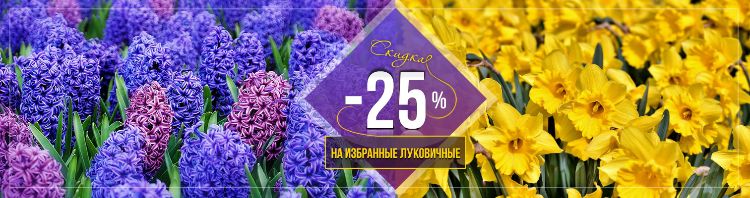 ! -25%     