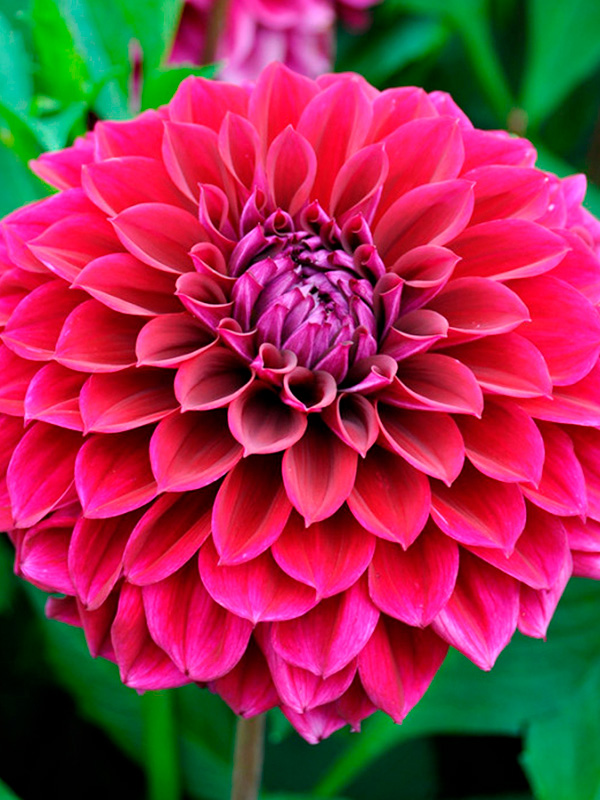 ������� Diva �����������