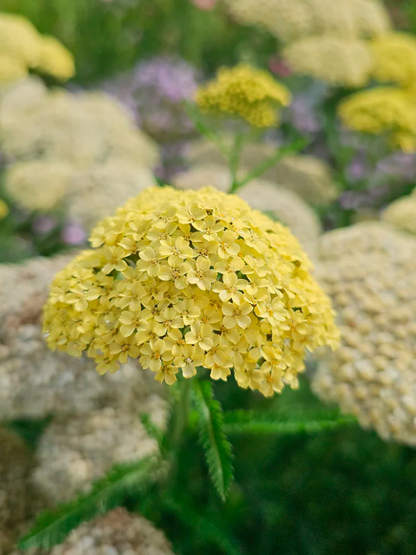 ������� Hella Glashoff 