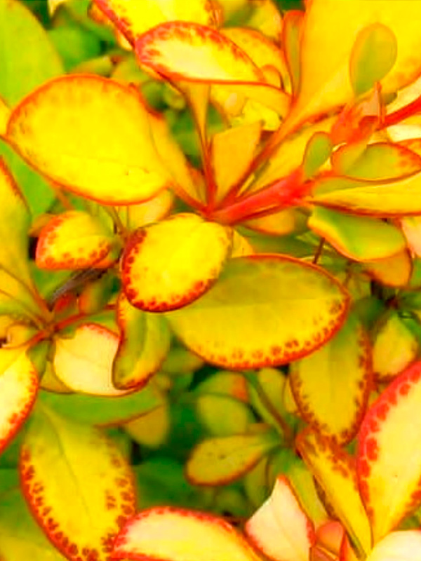 �������� �������� ���������� Limoncello �1,5