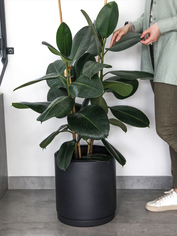 ����� ������� XXL ������ ������� 25 �