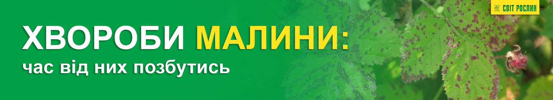 Болезни малины: пора от них избавиться Болезни малины: пора от них избавиться