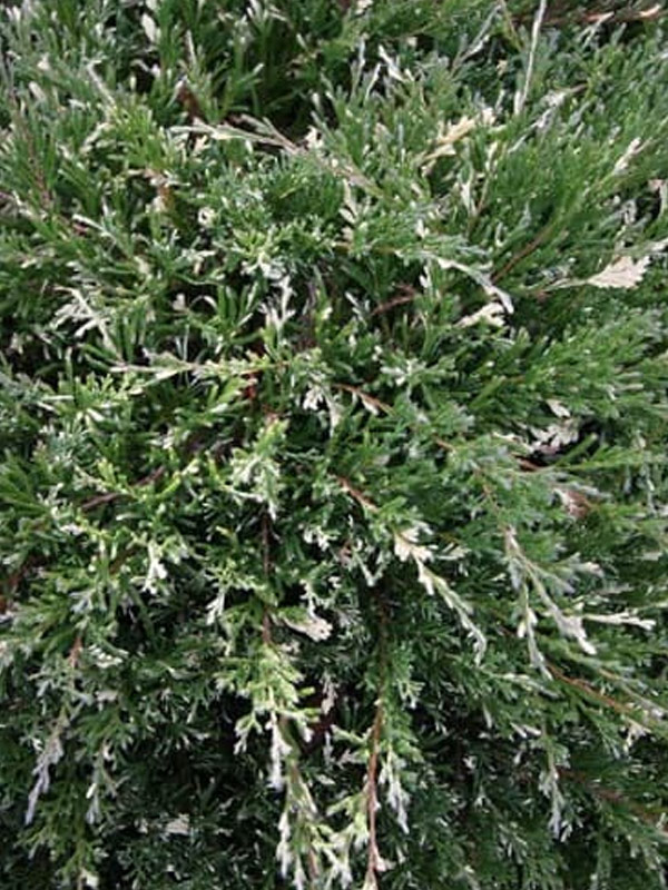 ������ �������������� ������� ������� (Andorra Variegata) �3