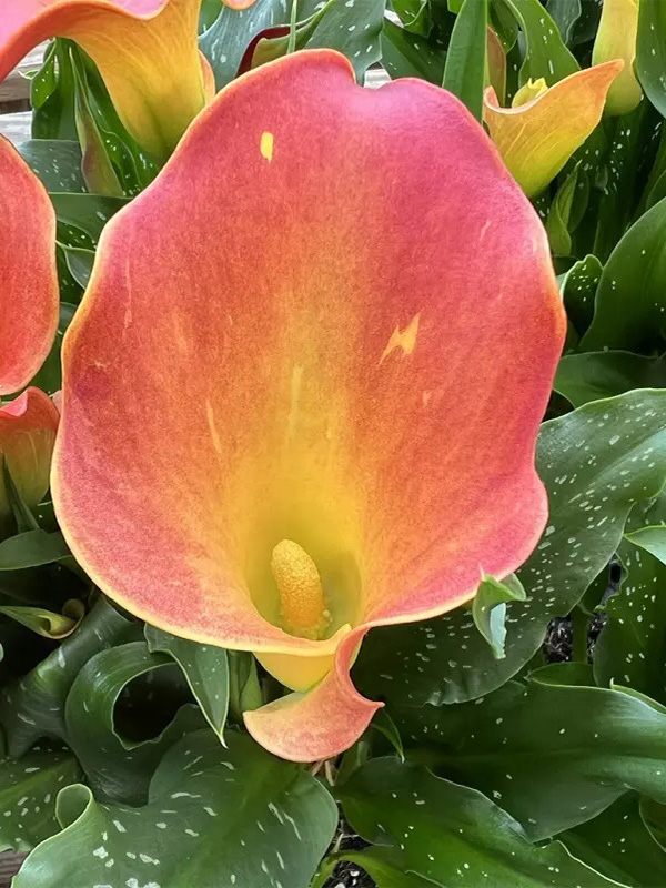 ����� Osorno 14/16